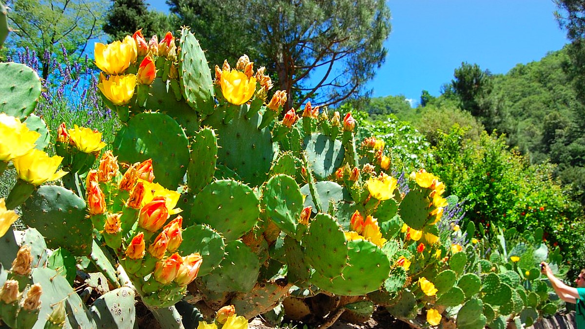 Xương rồng lê gai - prickly pear là gì