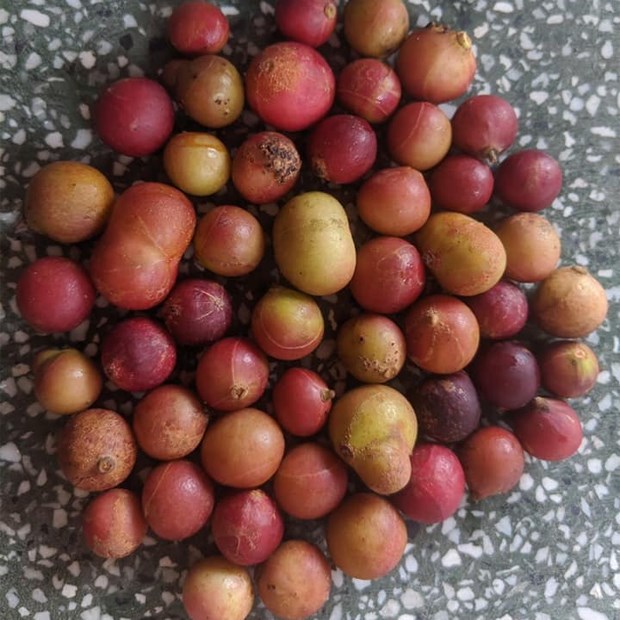Trái Da Đá Ninh Thuận là gì?