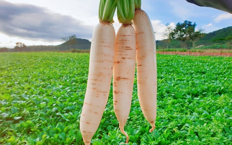 Where to buy radish and how much does it cost?