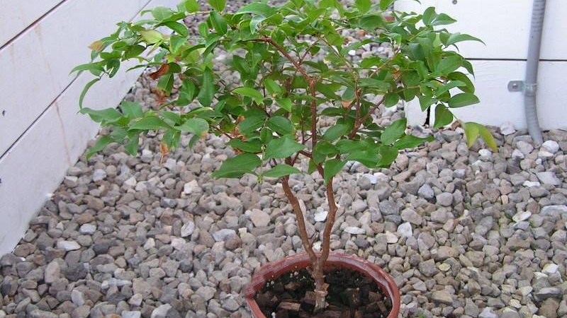 Giá cây giống nho thân gỗ tứ quý