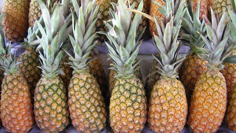 Dứa Abacaxi