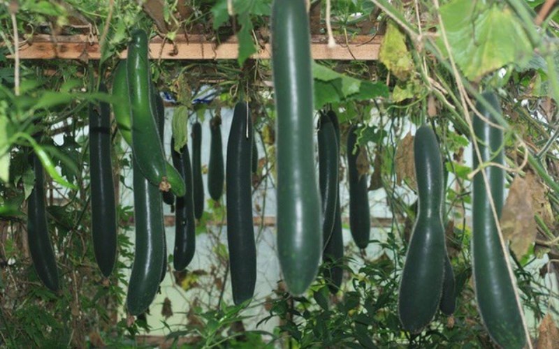 Bí xanh - Bí sặt