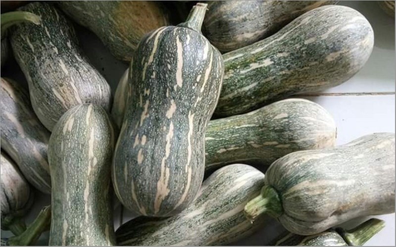 Bí đỏ hồ lô