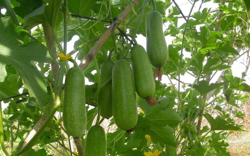 Bí đao
