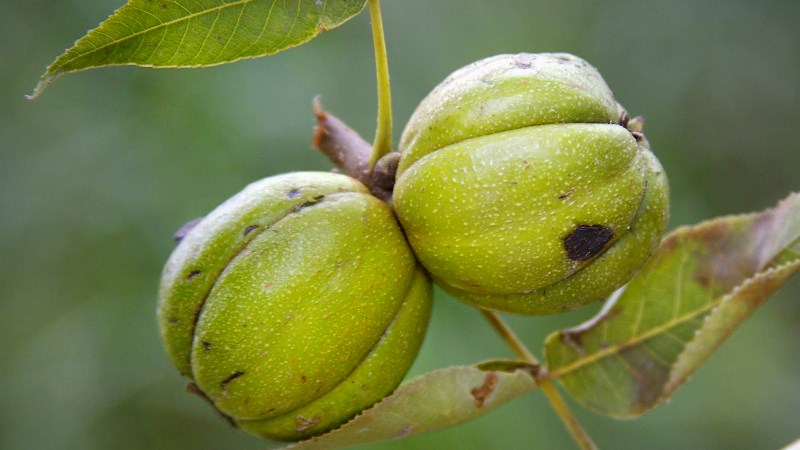 Hạt hickory là gì?