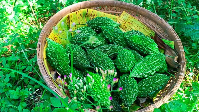 Công dụng khổ qua rừng