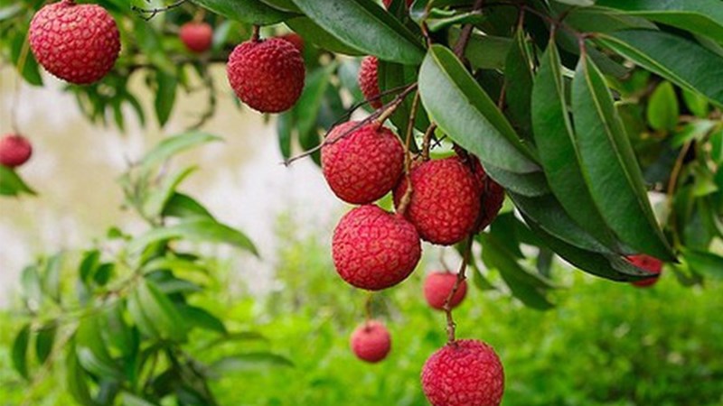 Vải thiều Lục Ngạn