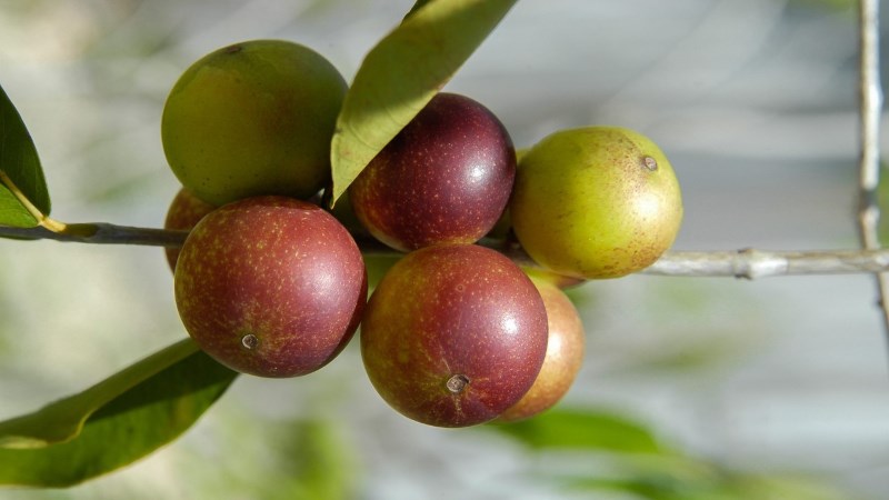 Quả camu camu là gì?