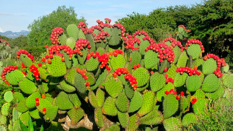 Xương rồng lê gai - prickly pear là gì