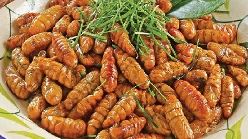 Tằm cọ