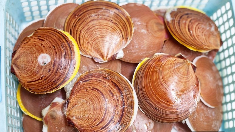 Sò điệp láng