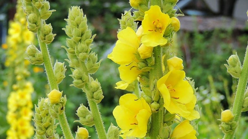 Thảo bản bông vàng Mullein