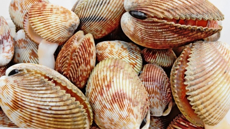 Sò dương