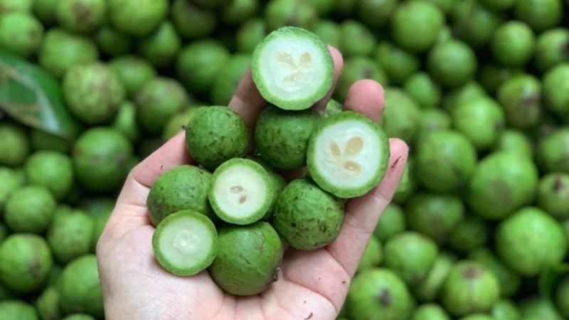 Sấu