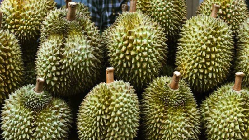 Sầu riêng Tiền Giang