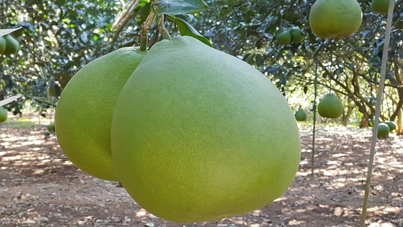 Bưởi Tân Triều