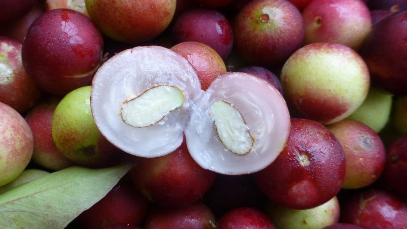 Thành phần dinh dưỡng của quả camu camu