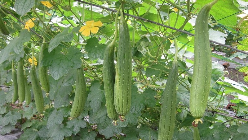Mướp hương(mướp ta) 