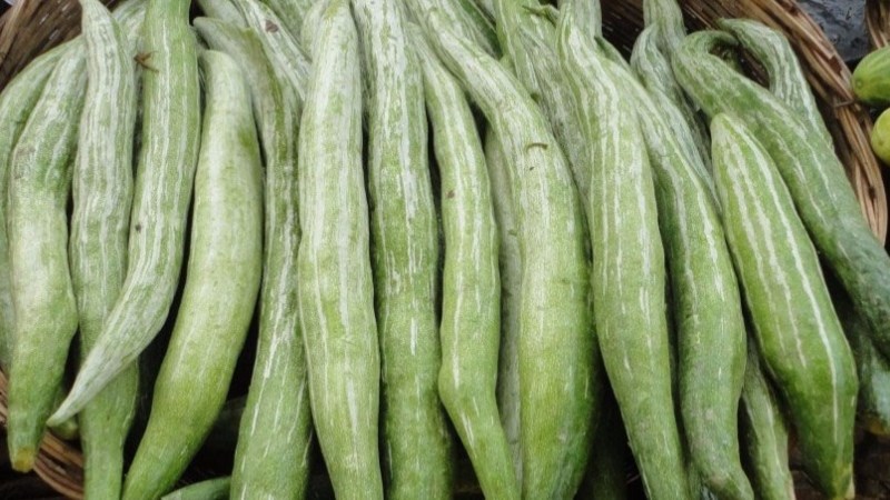 Mướp Nhật (lặc lày)