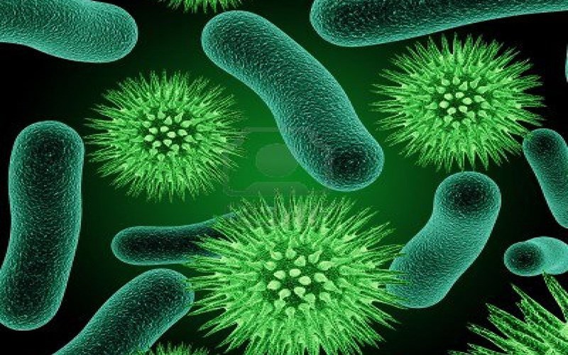 Hỗ trợ ức chế sự phát triển của vi khuẩn