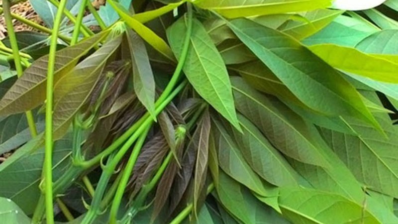 Rau sắn