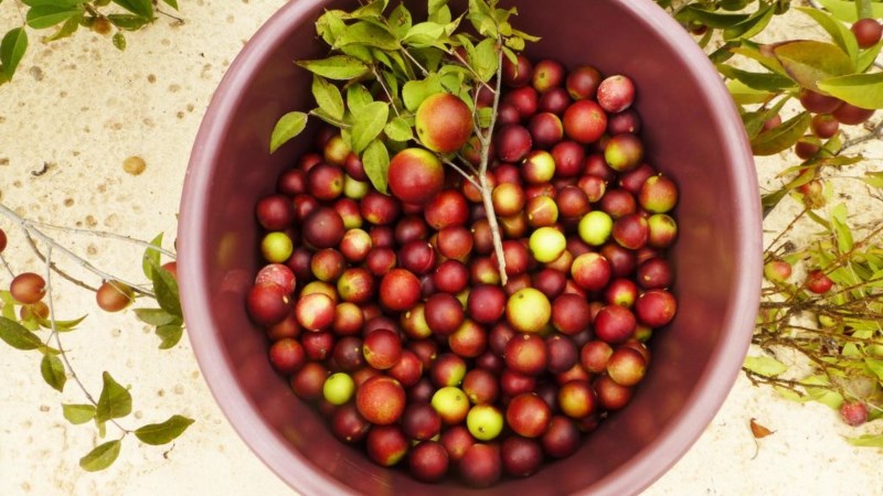Mua quả và bột camu camu ở đâu, giá bao nhiêu?