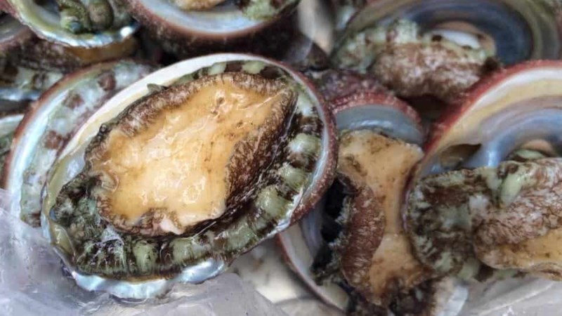 Bào ngư Phú Quốc