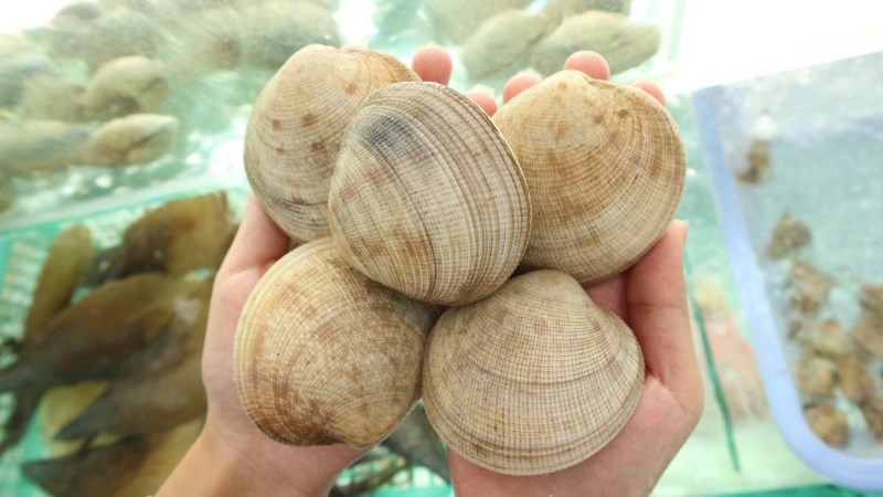 Sò tộ