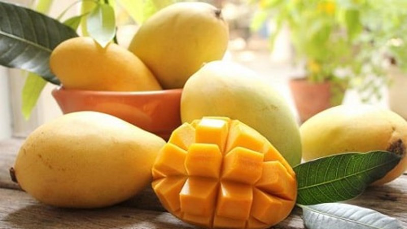 Xoài cát Hòa Lộc