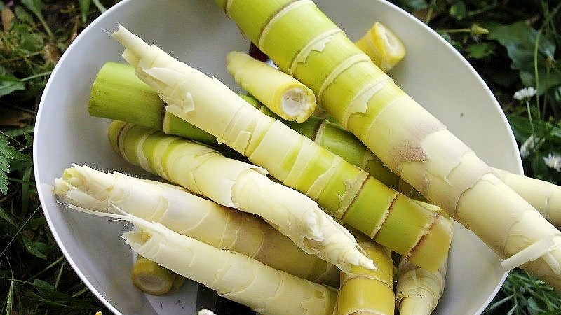 Mua măng tại những cơ sở uy t&iacute;n