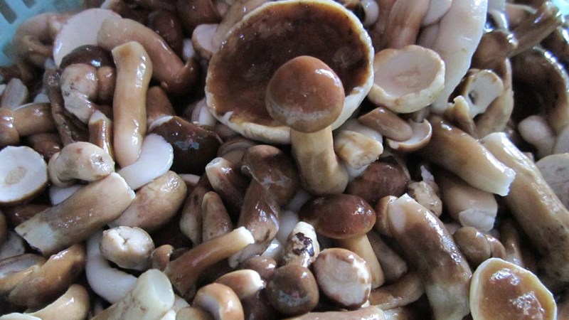 Nấm tràm Phú Quốc