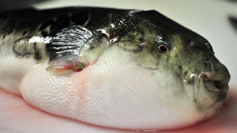 Cá nóc (Fugu) 