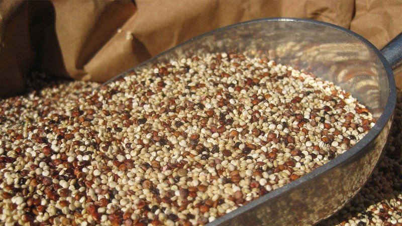 Hạt Quinoa và hạt dền Amaranth