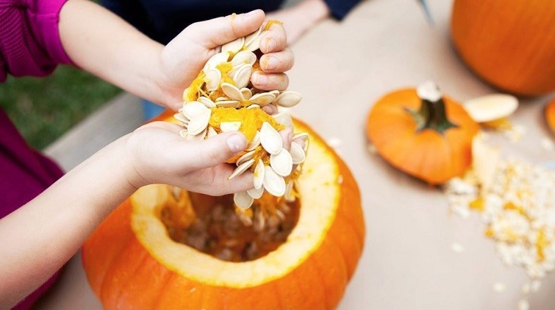 Hạt bí là gì?