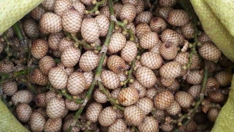 Trái mây rừng