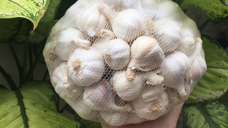 Tỏi Lý Sơn