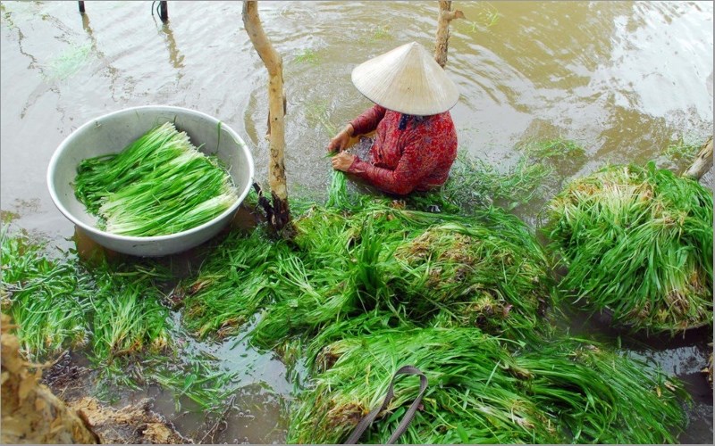 Cây hẹ nước