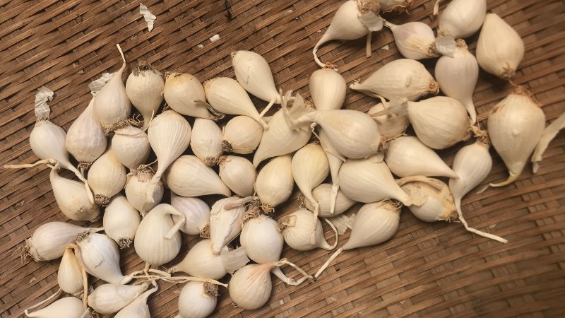 Tỏi Phù Yên Sơn La