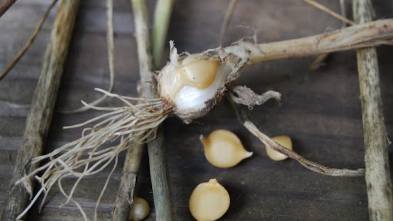 Tỏi hoang dã