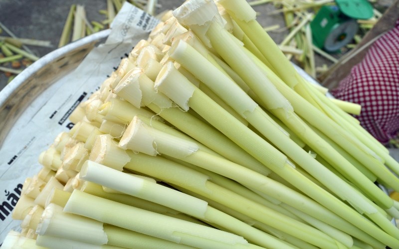 Bồn bồn