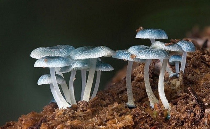 Nấm Psilocybe