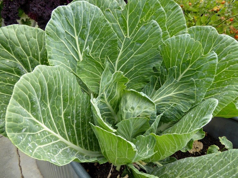 Cải rổ - Collard greens là gì?