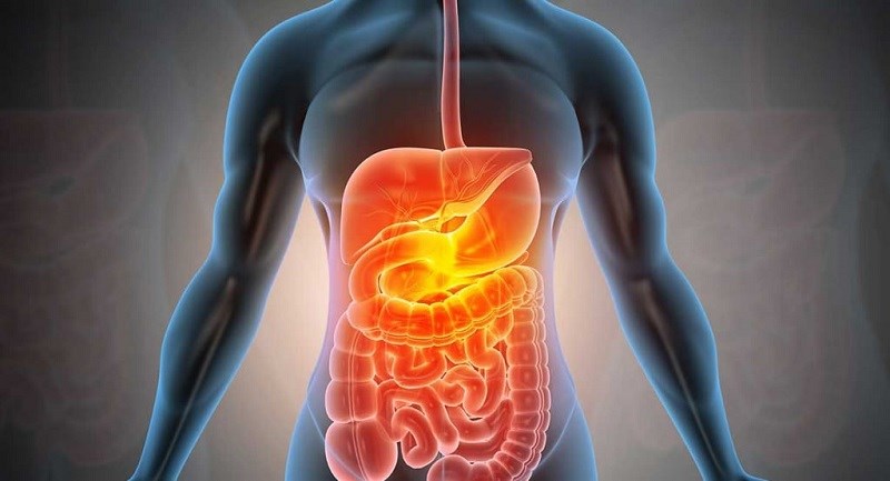 Có thể hỗ trợ tiêu hóa