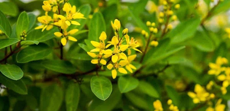 Hoa kim đồng màu vàng