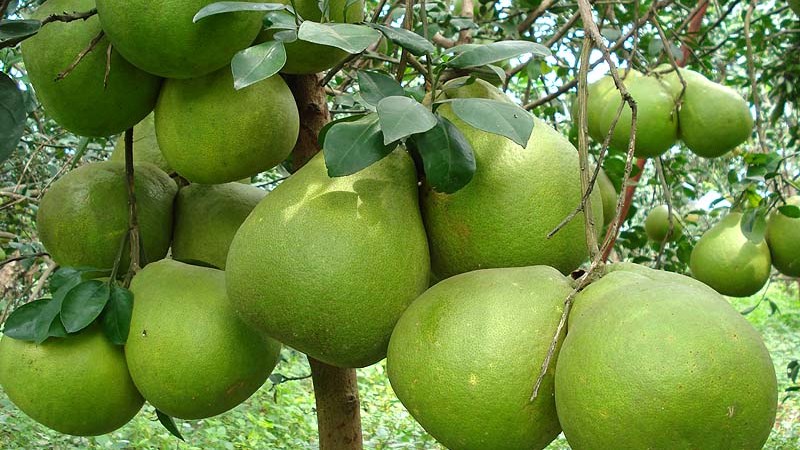 Bưởi Tân Triều