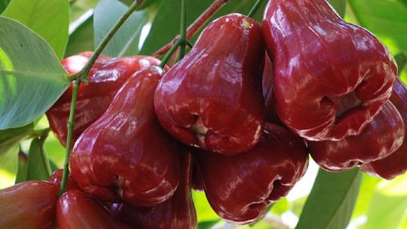 Mận An Phước