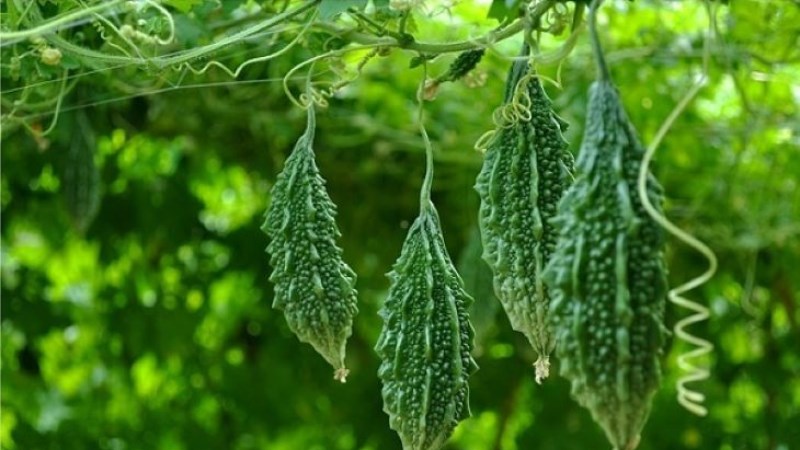 Khổ qua rừng