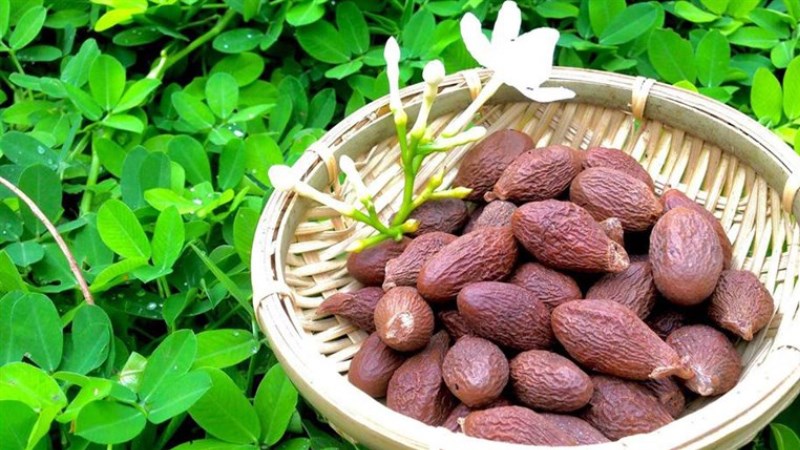 hạt ươi rừng