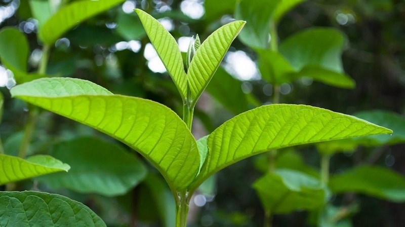 Lá ổi