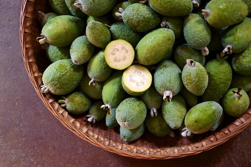 Mua cây ổi dứa ở đâu?